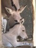 Marwell’s welcomes new Somali wild ass a rare sight anywhere in the world
